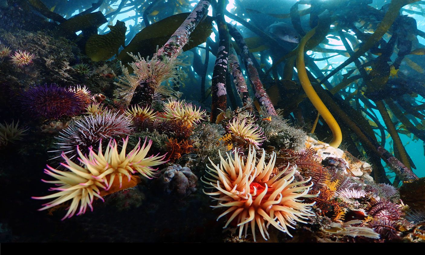 Core Ocean Statistics v.1.0